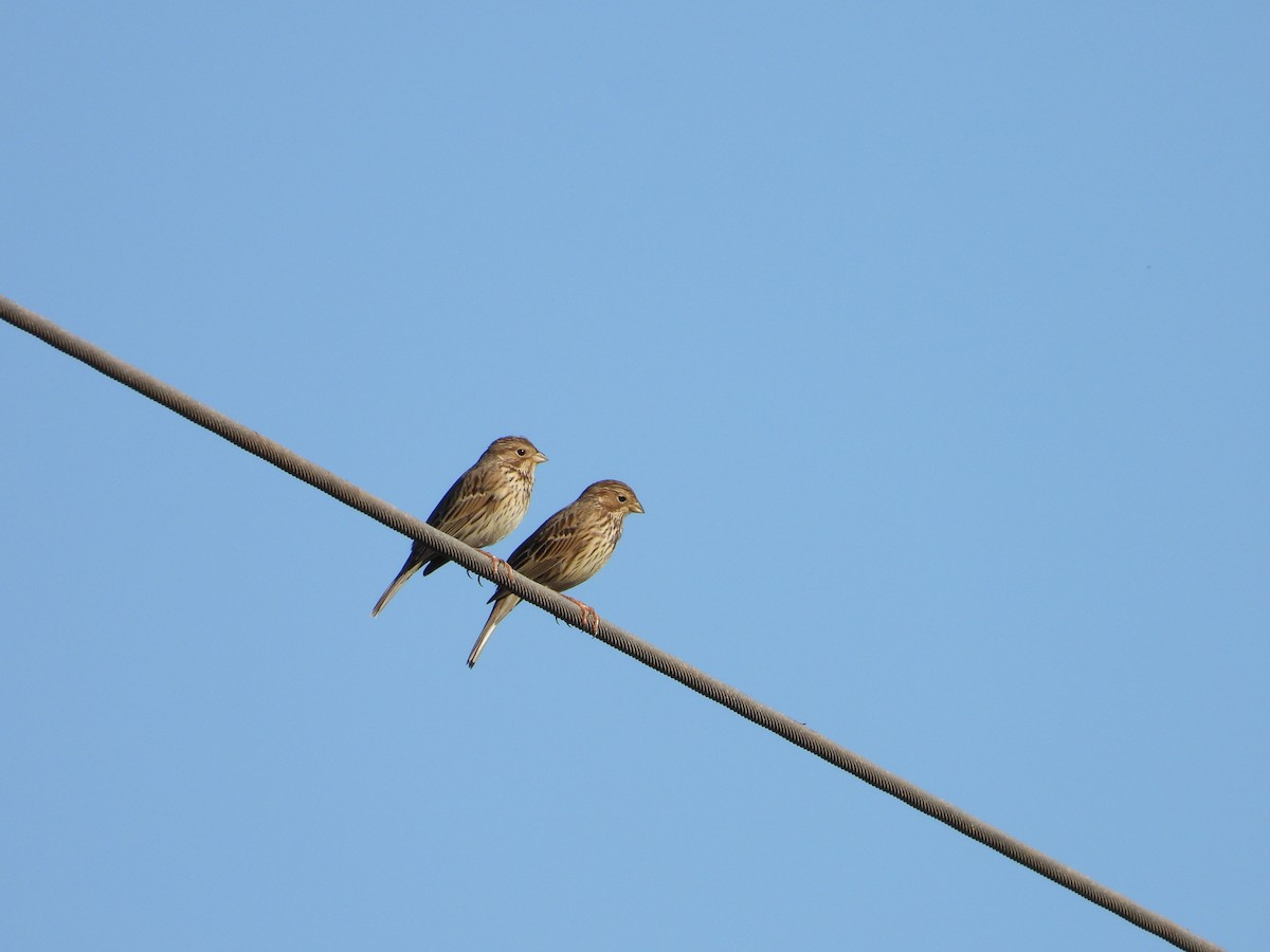 Corn Bunting - ML612832626