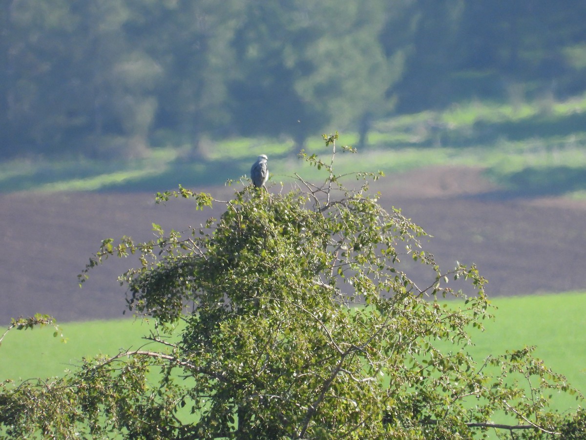 Black-winged Kite (Asian) - ML612832634