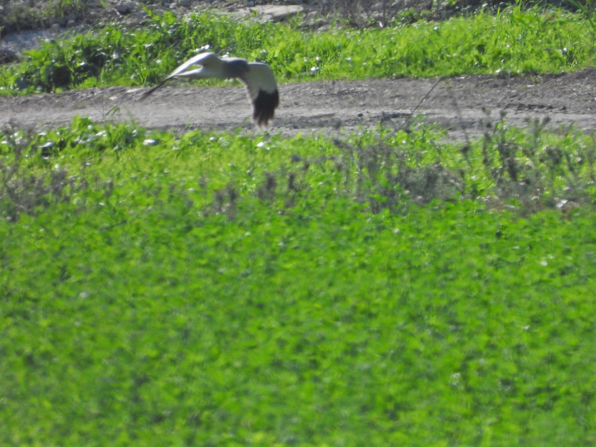 Hen Harrier - ML612832647