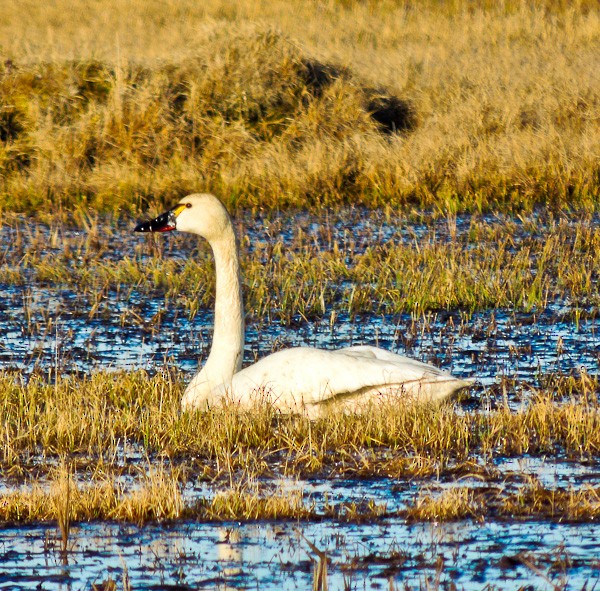 Tundra Swan - ML612832678