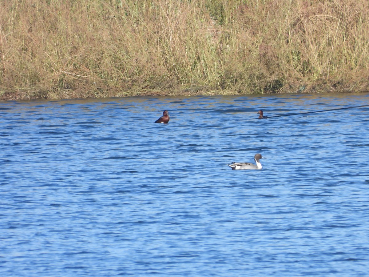 Ferruginous Duck - ML612832681