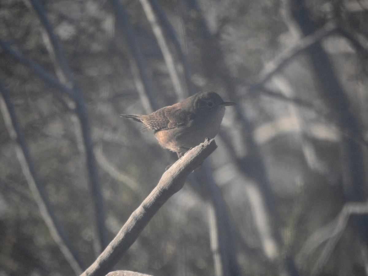 House Wren - Beatrix Kohlhaas