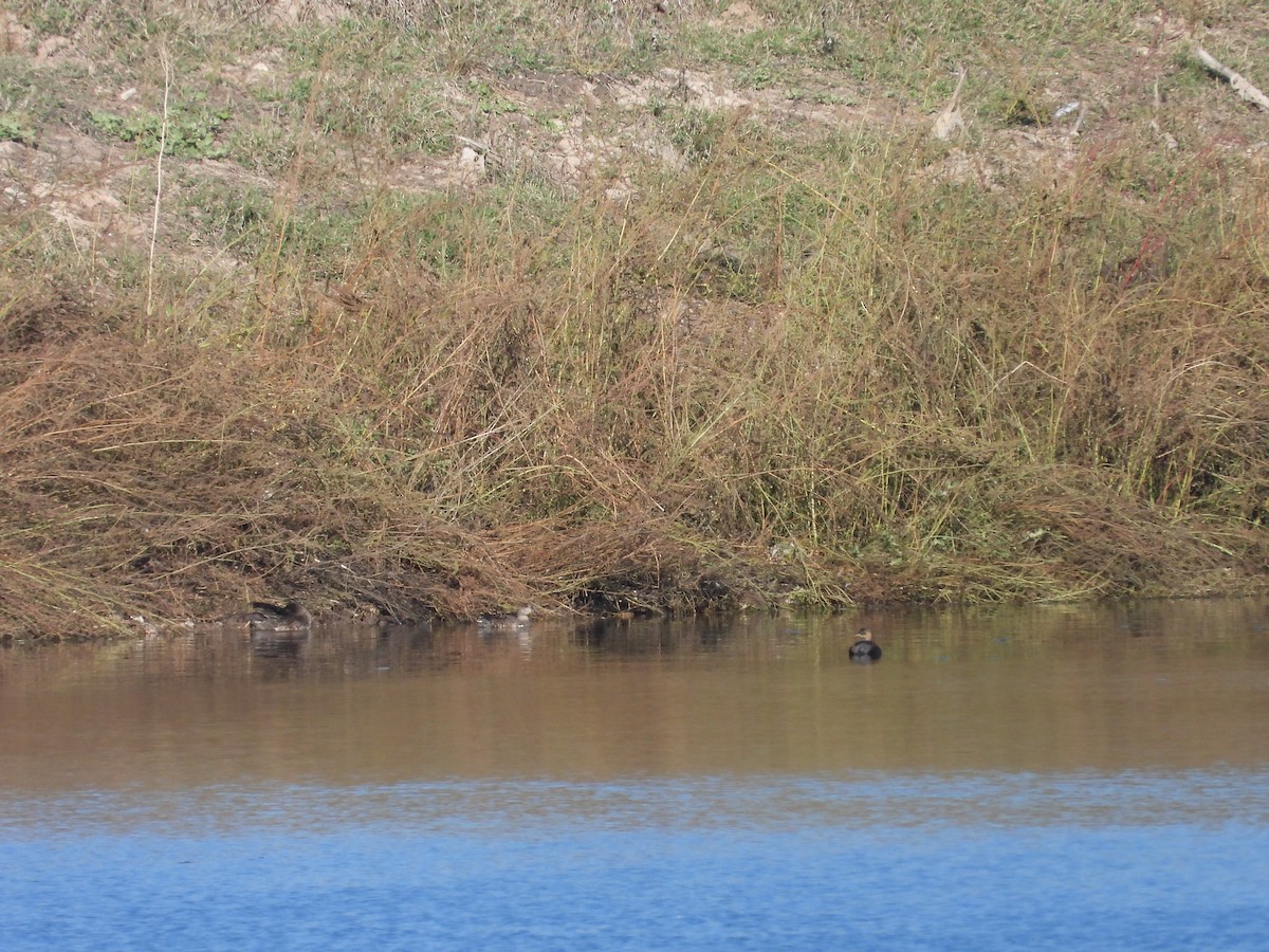 Little Grebe (Little) - ML612832704