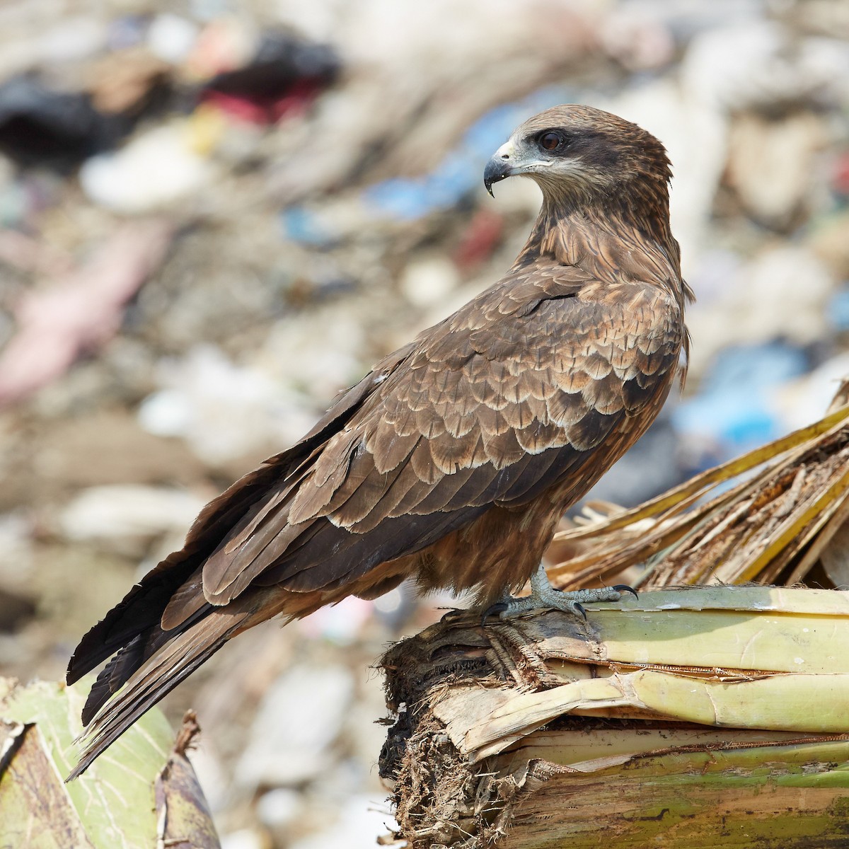 Black Kite - ML612832709