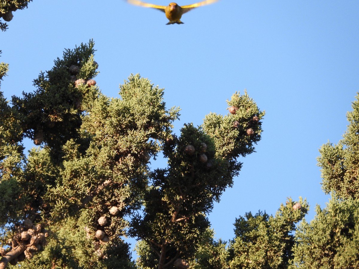 European Greenfinch - ML612832712