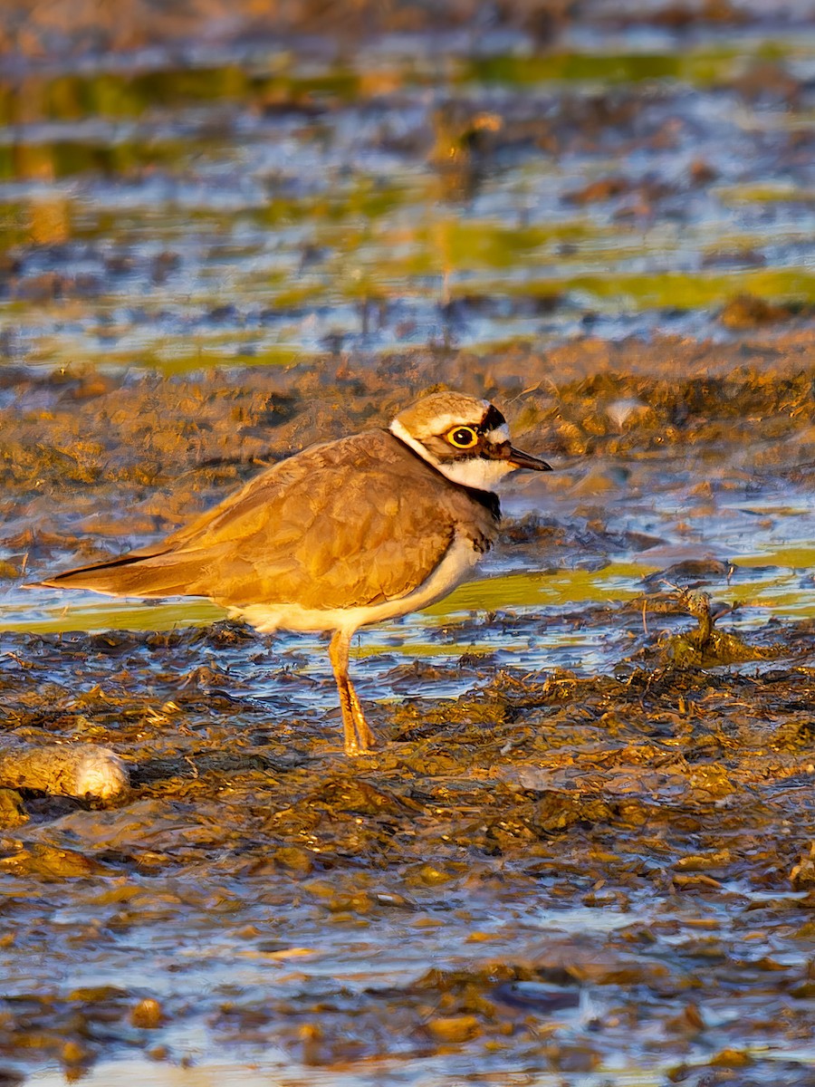 Little Ringed Plover - ML612832722