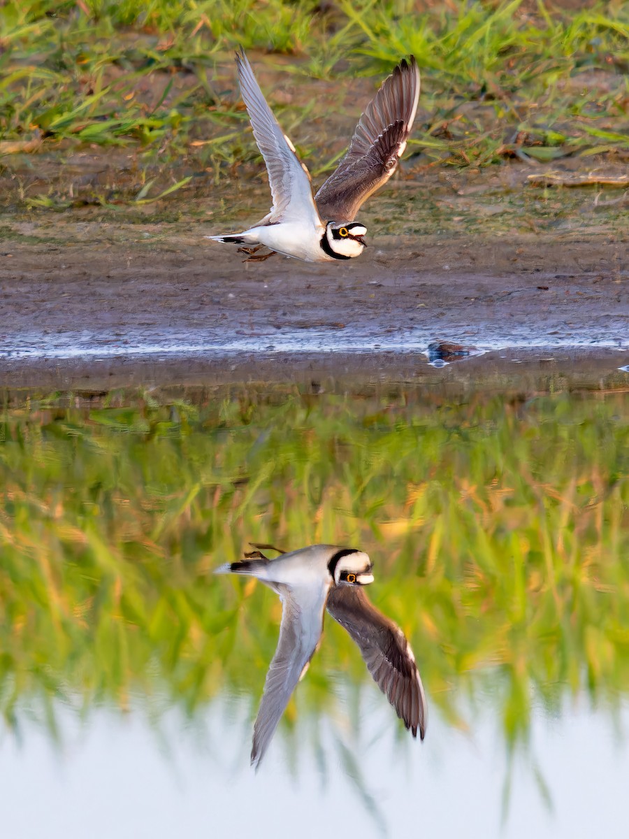 Little Ringed Plover - ML612832725