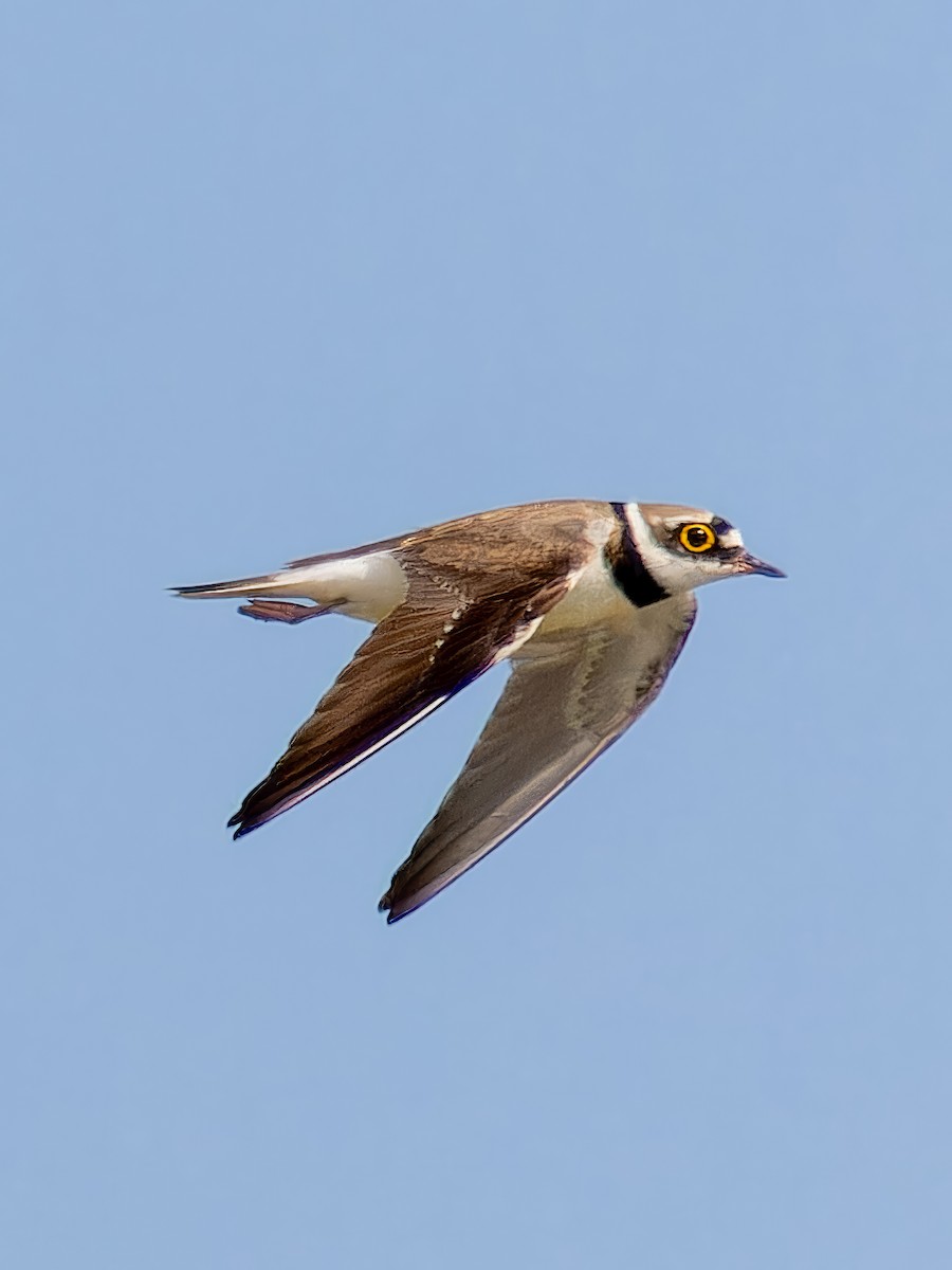 Little Ringed Plover - ML612832727