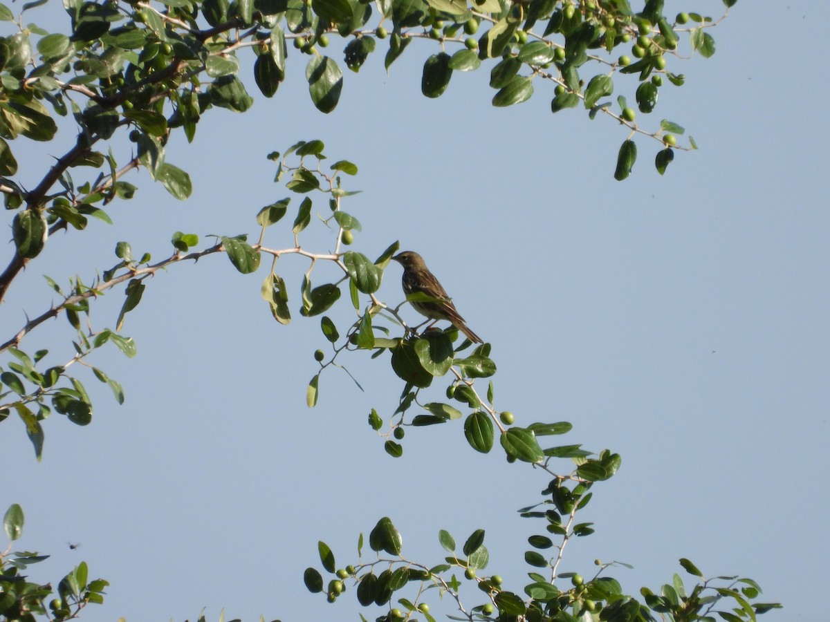 Meadow Pipit - ML612832736