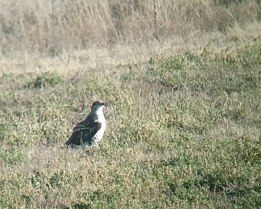 Ferruginous Hawk - ML612832747
