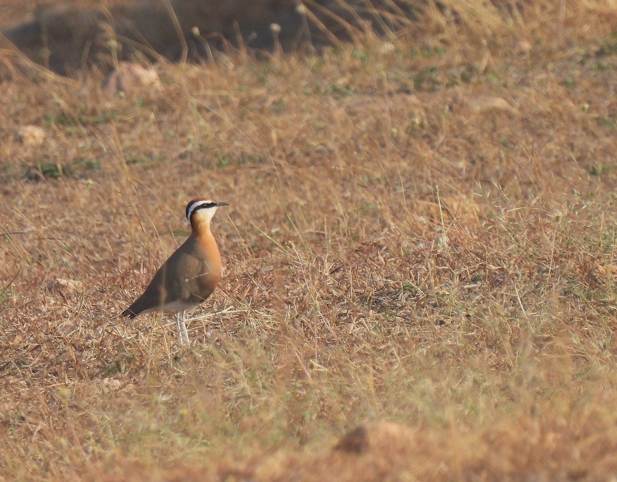 Indian Courser - ML612832776