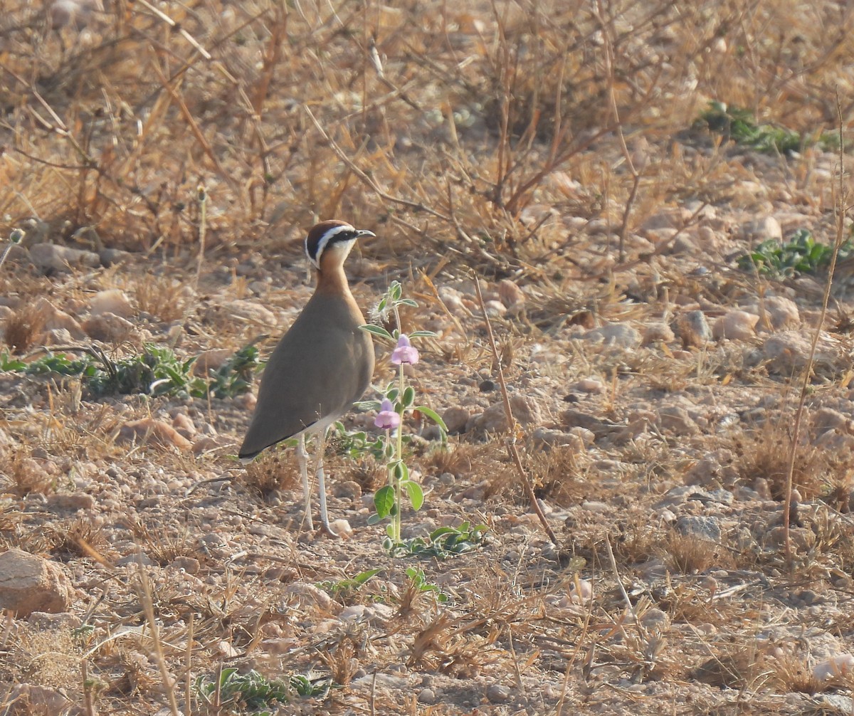 Indian Courser - ML612832777