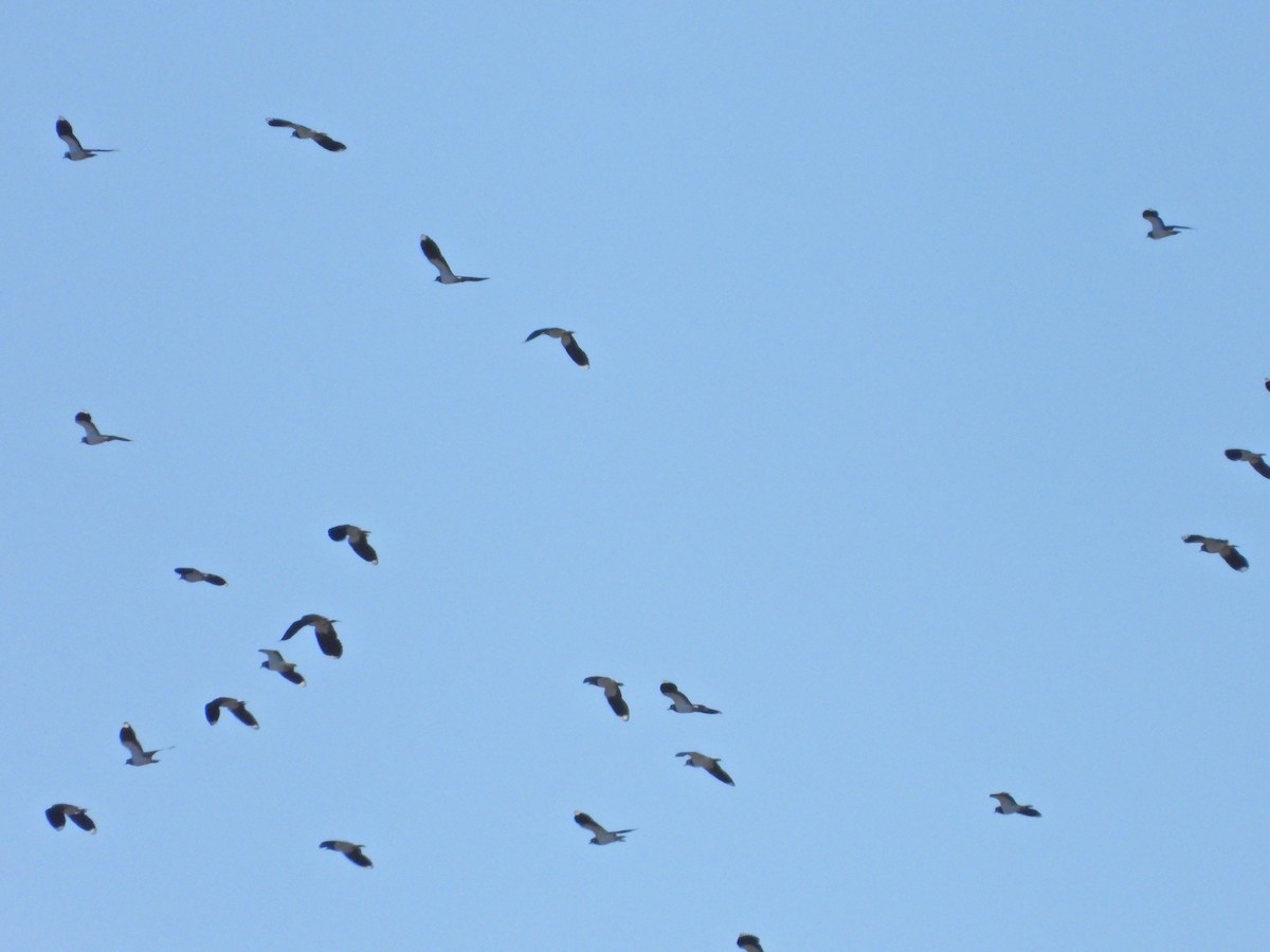 Northern Lapwing - ML612832780