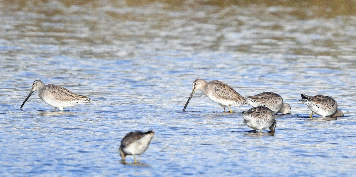 Long-billed Dowitcher - ML612832792