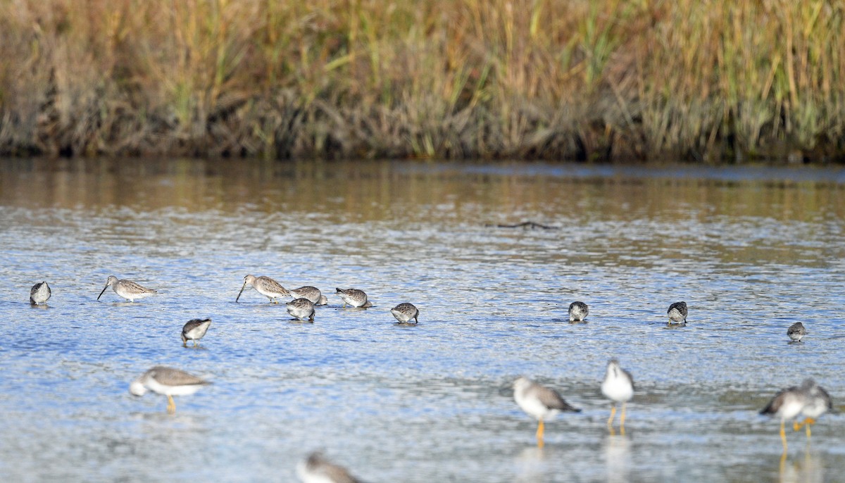 Long-billed Dowitcher - ML612832793