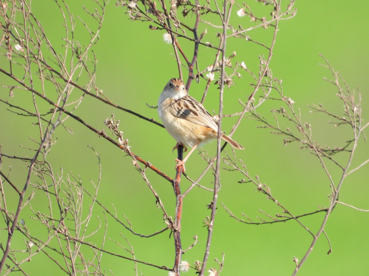 Zitting Cisticola - ML612832834