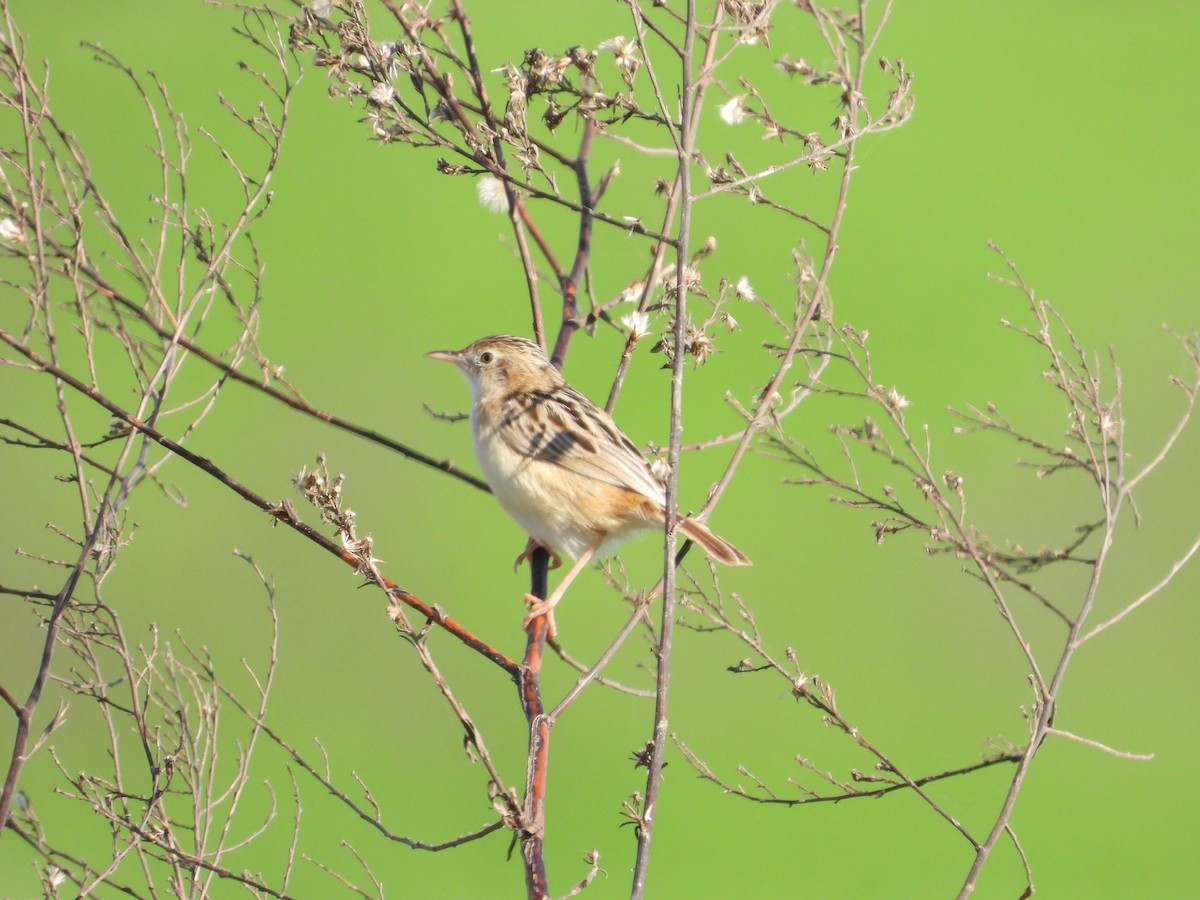 Zitting Cisticola - ML612832835