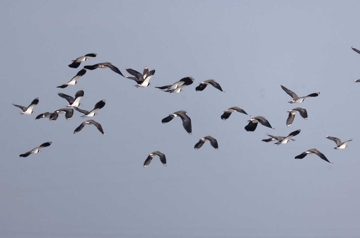 Northern Lapwing - ML612832863