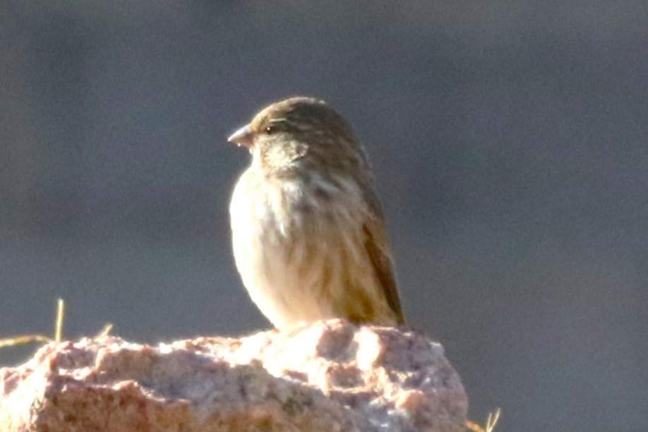 Yemen Serin - ML612832949