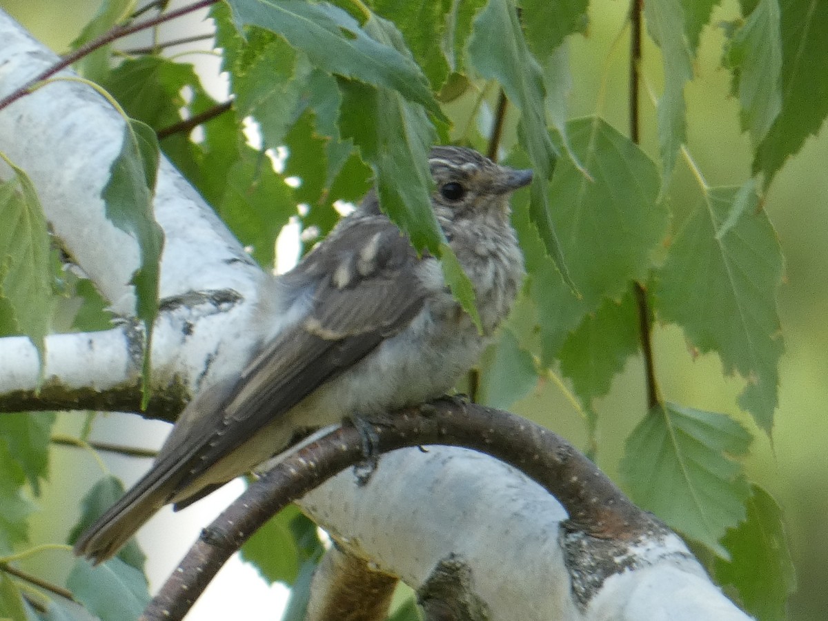 Spotted Flycatcher - ML612832957