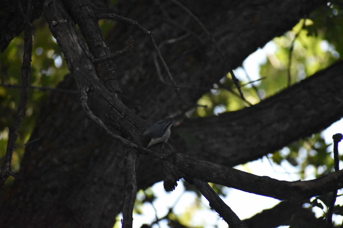 Pygmy Nuthatch - ML612832978