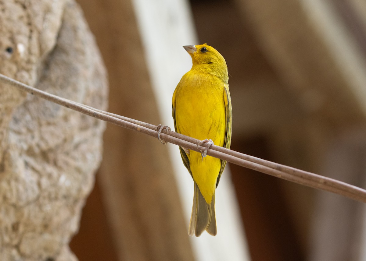 Saffron Finch (Pelzeln's) - ML612833037