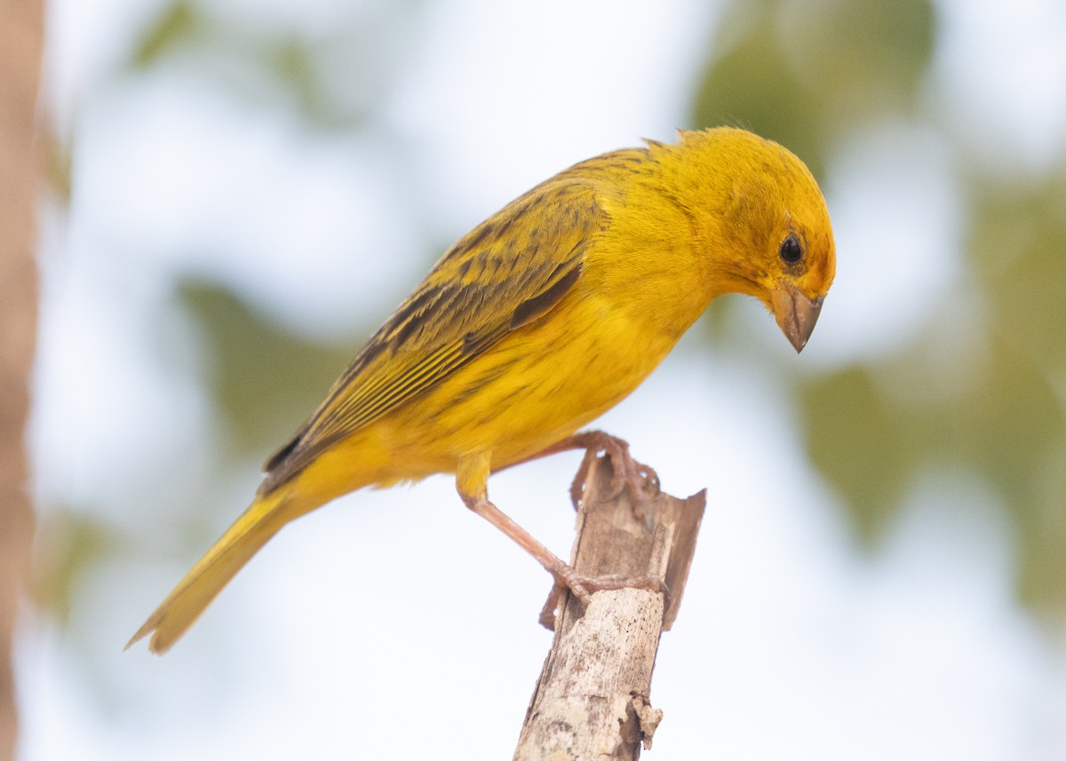 Saffron Finch (Pelzeln's) - ML612833039