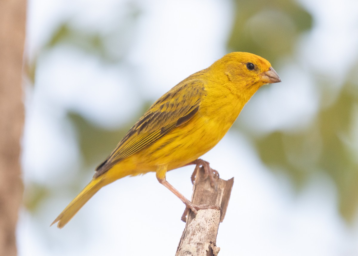 Saffron Finch (Pelzeln's) - ML612833040