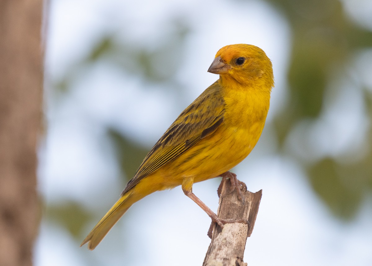 Saffron Finch (Pelzeln's) - ML612833041