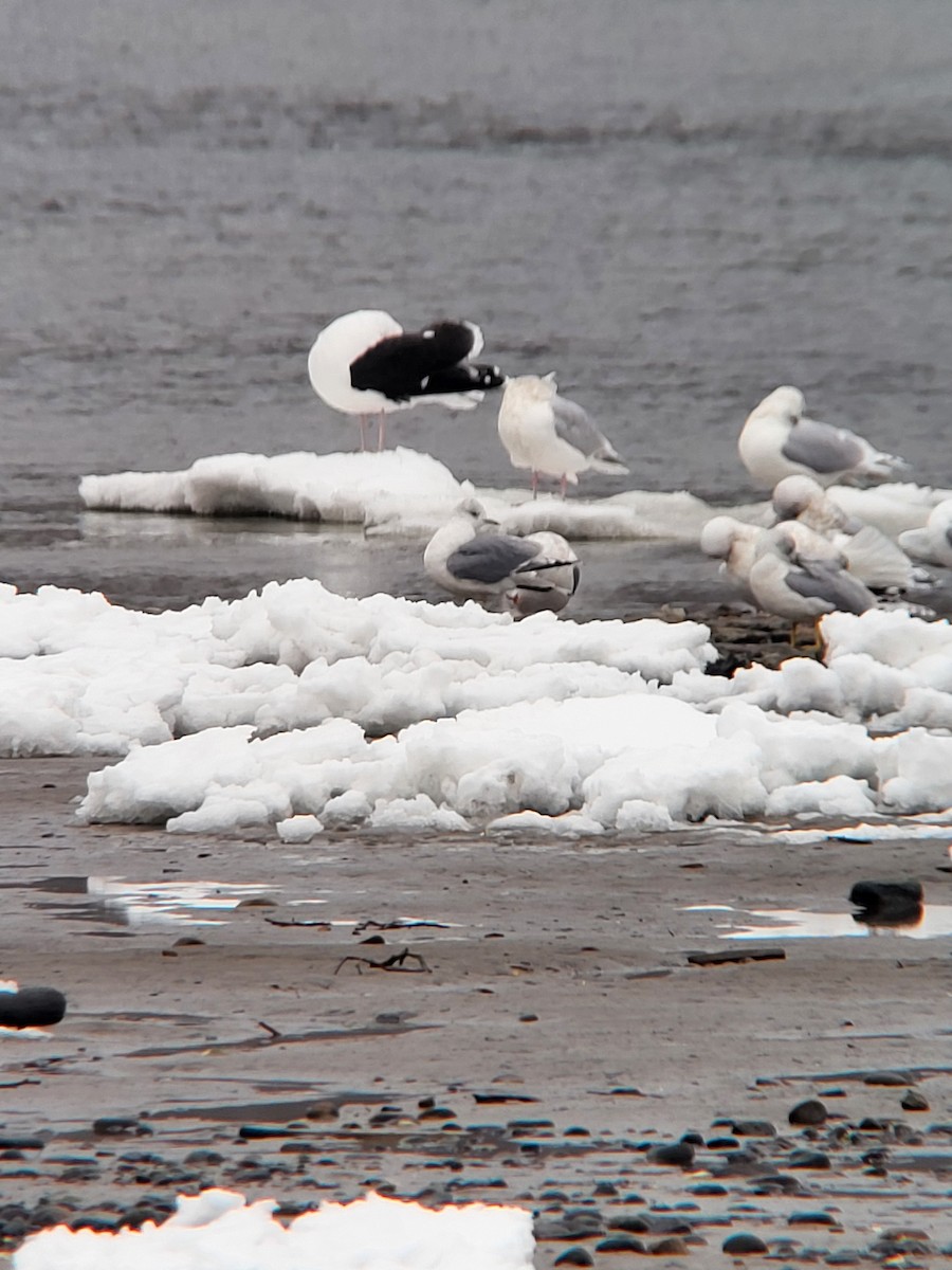 Common Gull (European) - ML612833110