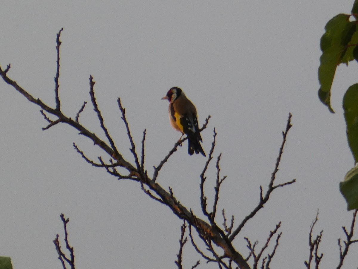 European Goldfinch - ML612833168