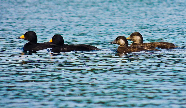 Black Scoter - ML612833196