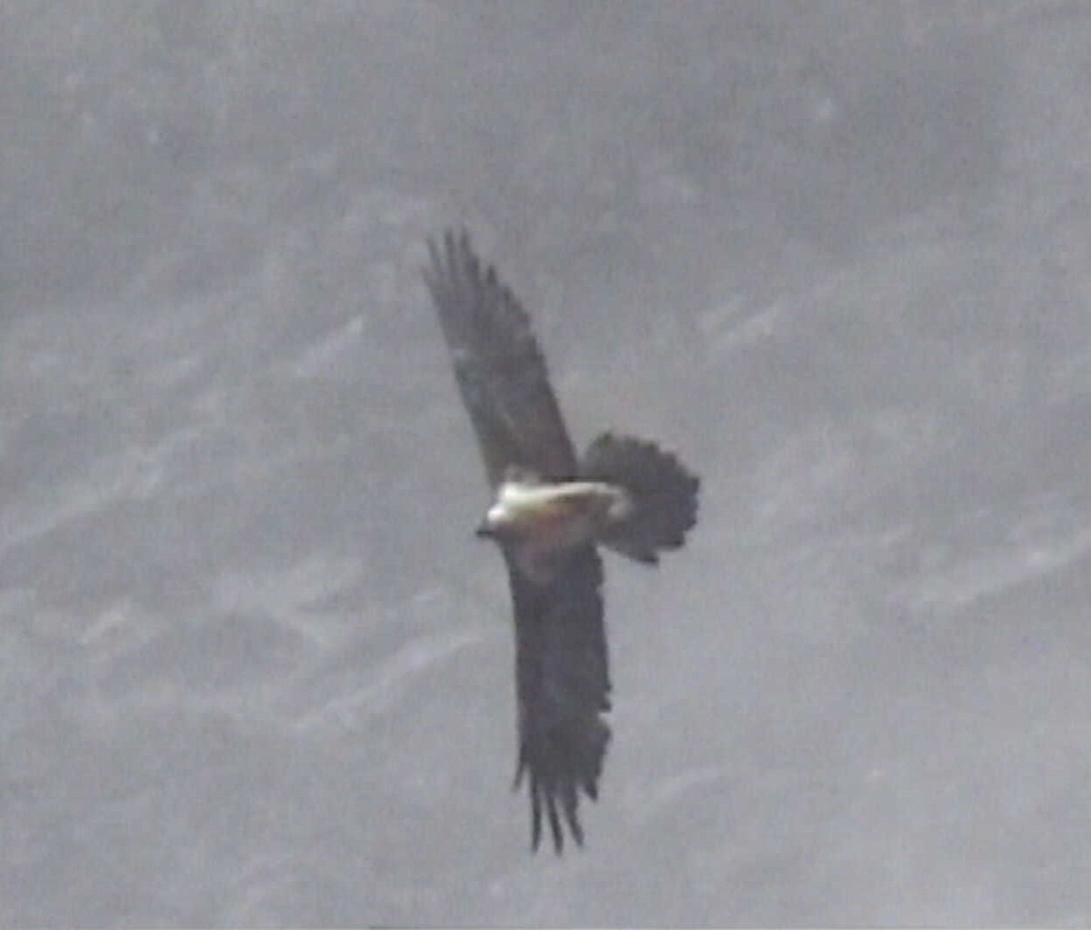 Bearded Vulture (Eurasian) - ML612833200