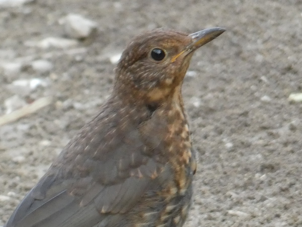 Eurasian Blackbird - ML612833218