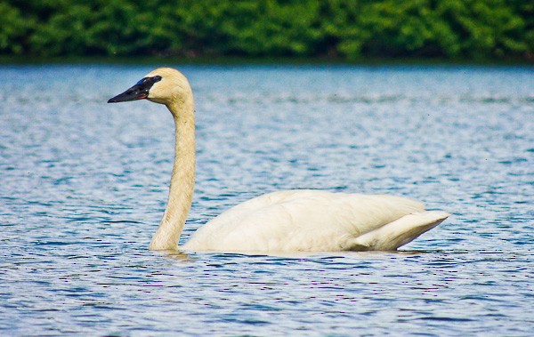 Trumpeter Swan - ML612833220