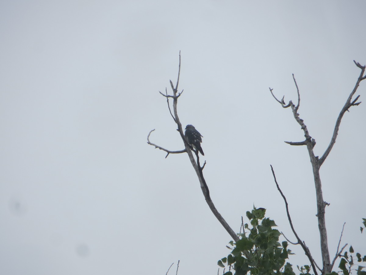Mississippi Kite - ML612833227