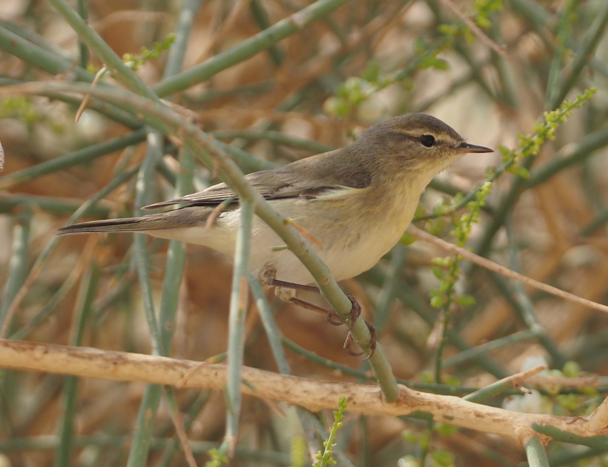 Willow Warbler - ML612833266