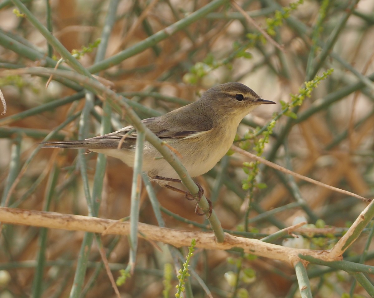 Willow Warbler - ML612833276