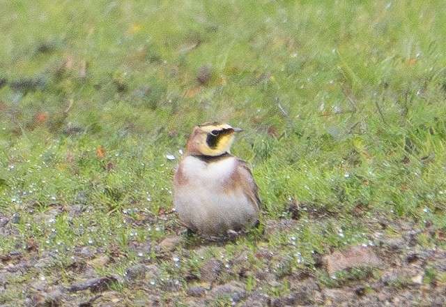 Horned Lark (Western rufous Group) - ML612833319