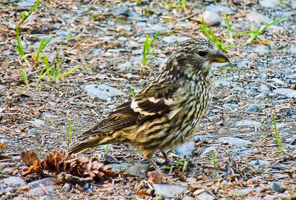 White-winged Crossbill - ML612833334