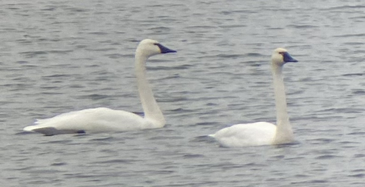 Tundra Swan - ML612833336