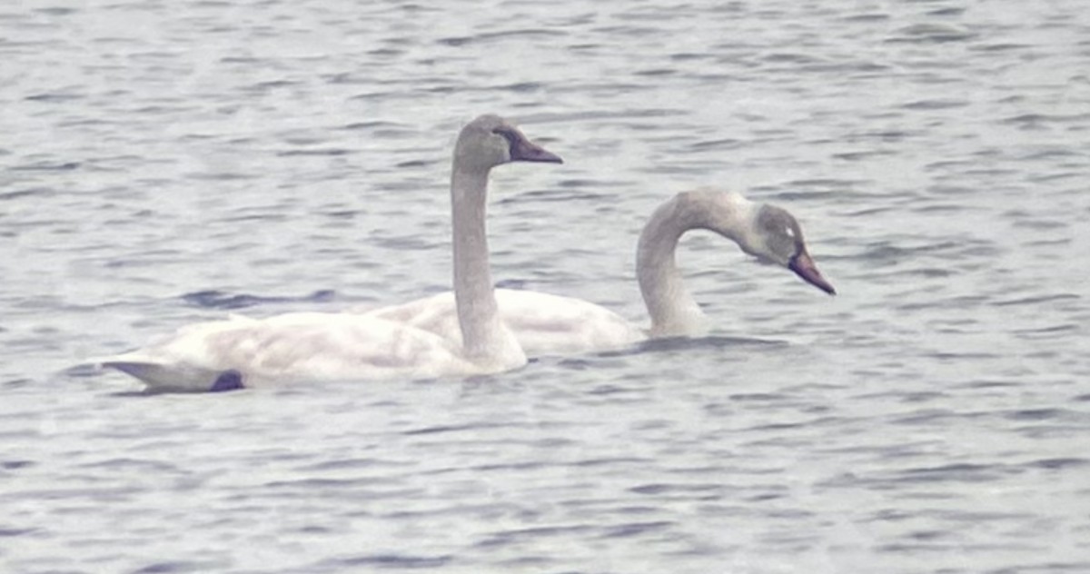 Tundra Swan - ML612833337