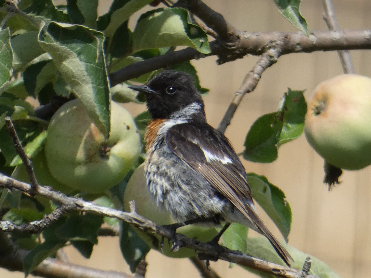 European Stonechat - ML612833356