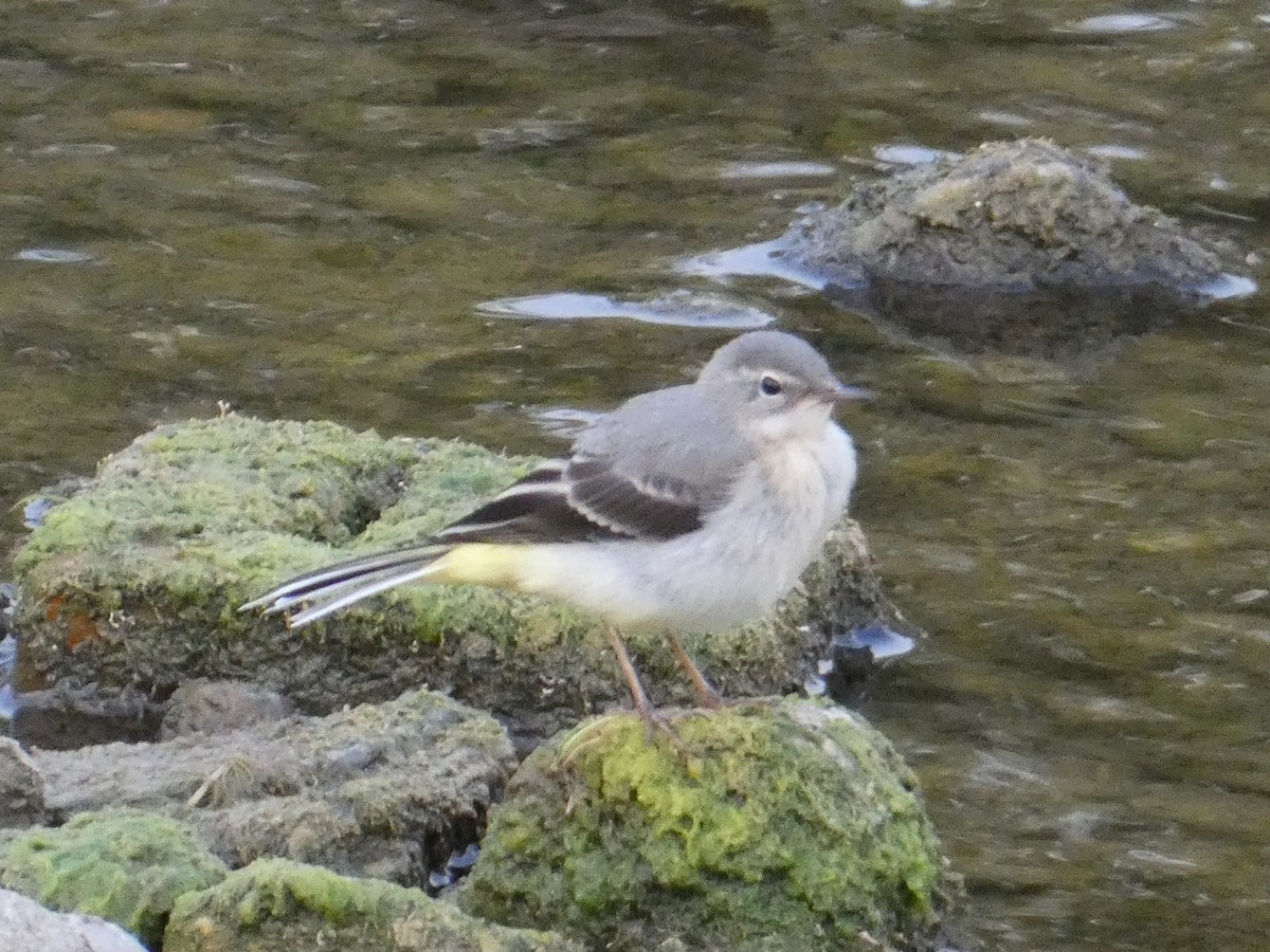 Gray Wagtail - ML612833369