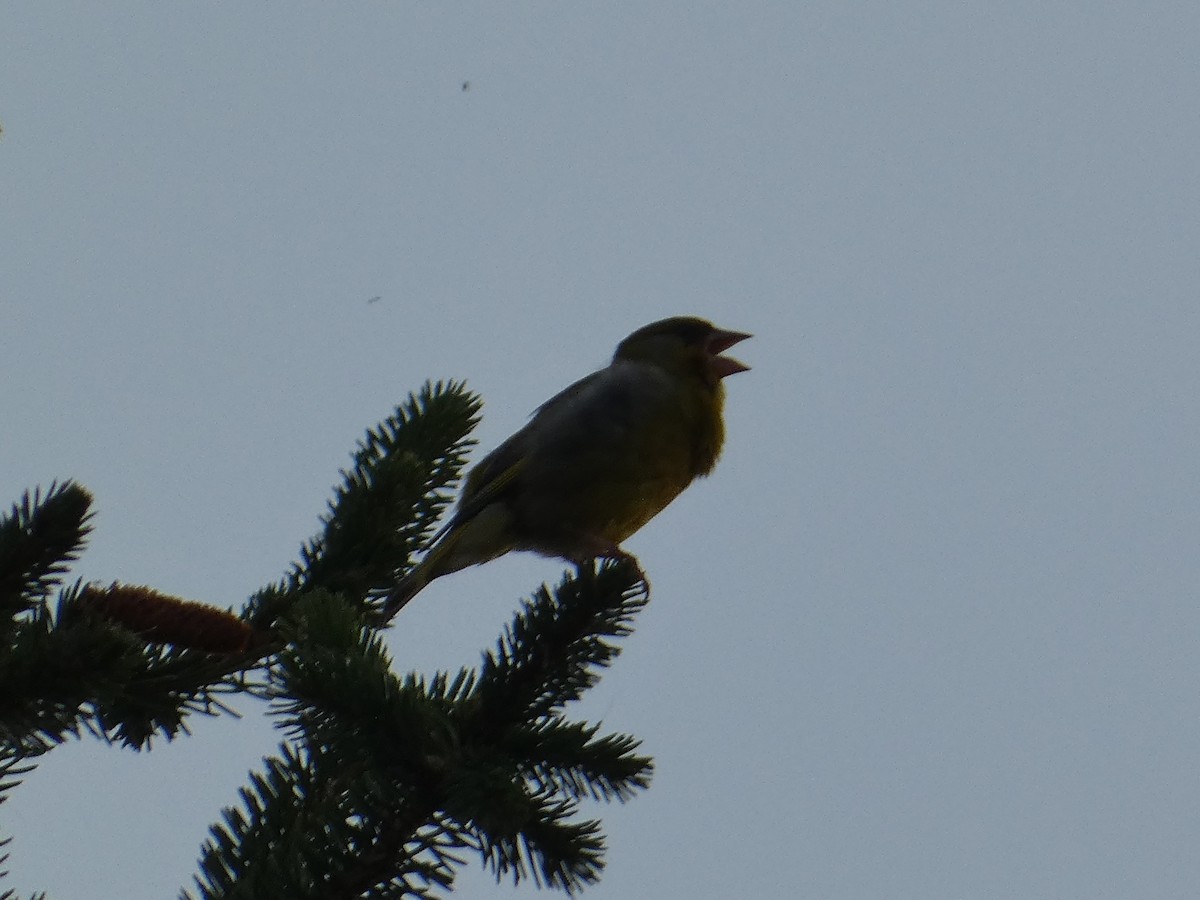 European Greenfinch - ML612833378