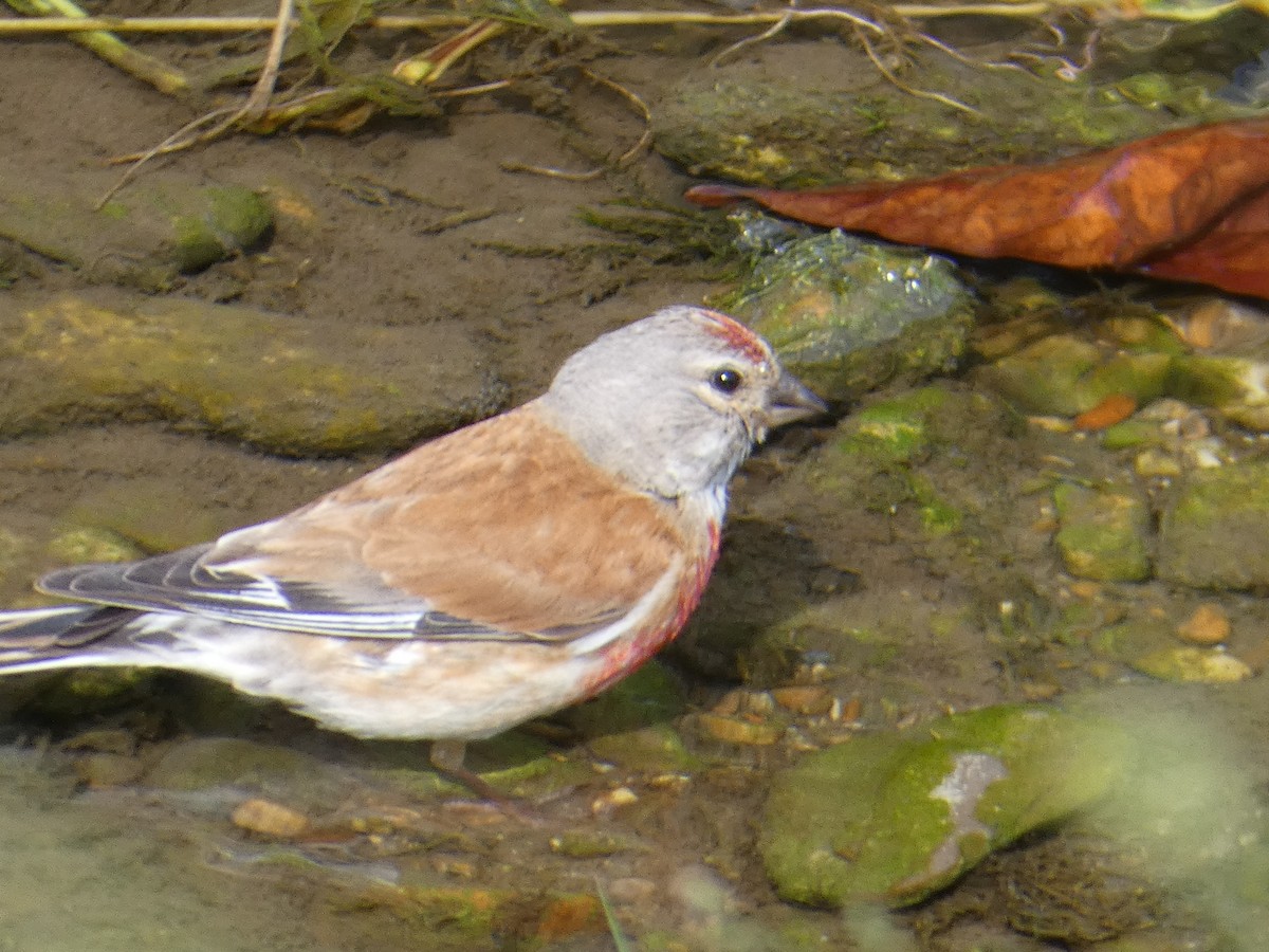 Eurasian Linnet - ML612833385