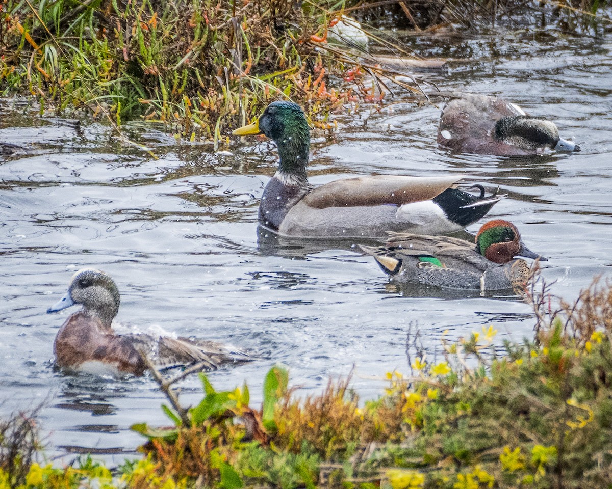 American Wigeon - ML612833387