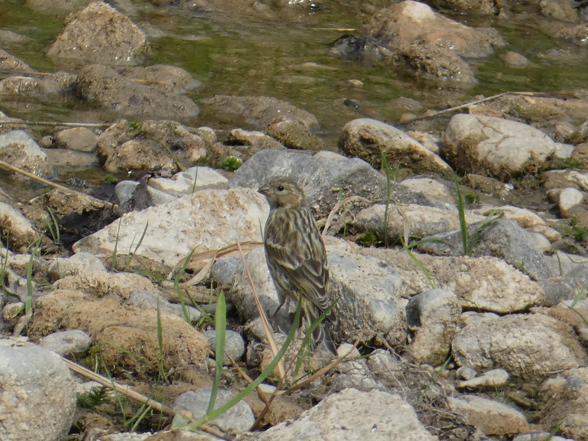 European Serin - Marek Kyselica