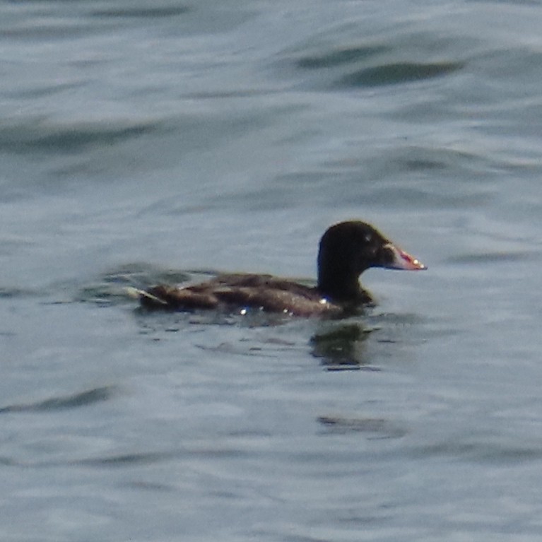 Surf Scoter - Chuck Sexton