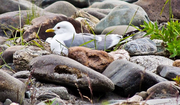 Short-billed Gull - Arden Anderson